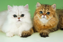 Кошки Породы Шиншилла Фото Цена